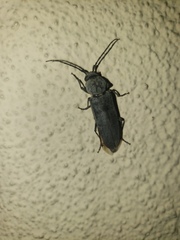 Coleoptera
