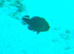 Cephalopholis urodeta