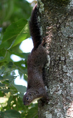 Heliosciurus gambianus