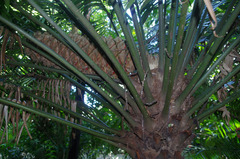 Lepidozamia hopei