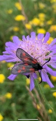 Zygaena viciae