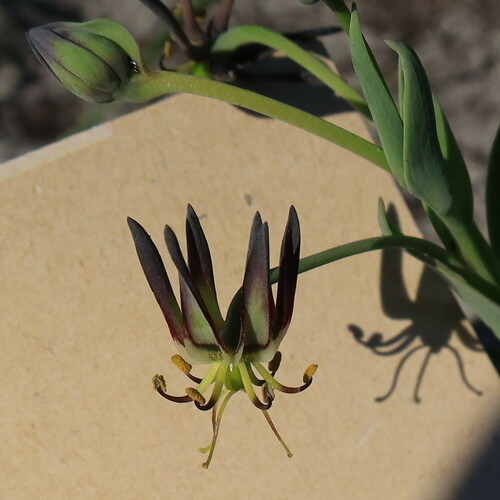 Ornithoglossum viride (Ornithoglossum viride)