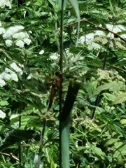 Libellula quadrimaculata