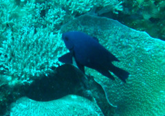 Neoglyphidodon melas