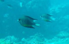 Amblyglyphidodon leucogaster