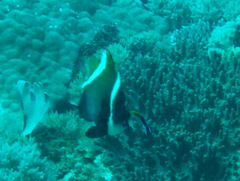 Heniochus varius