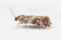 Lobesia virulenta