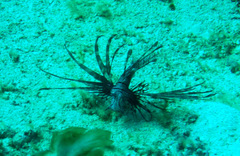 Lionfish