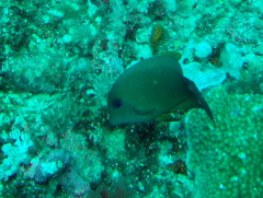 Ctenochaetus binotatus