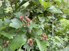 Crataegus maximowiczii