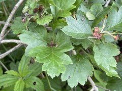 Crataegus maximowiczii
