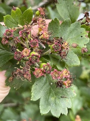 Crataegus maximowiczii