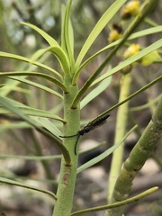 Poecilotiphia gracilis