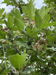 Crataegus maximowiczii