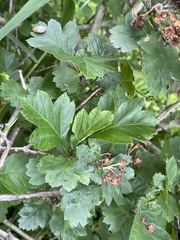 Crataegus maximowiczii