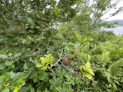 Crataegus maximowiczii