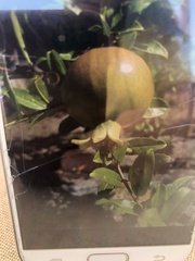 Punica granatum