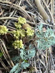 Lomatium martindalei