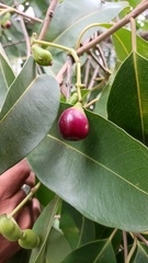 Syzygium cumini