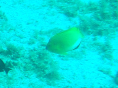 Apolemichthys trimaculatus