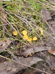 Phaeohelotium baileyanum