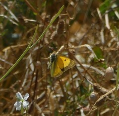 Colias croceus