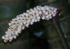 Anchomanes difformis