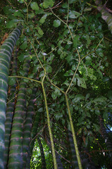 Anchomanes difformis