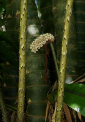 Anchomanes difformis