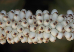 Anchomanes difformis