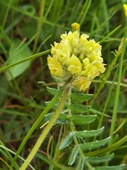 Oxytropis ochrocephala