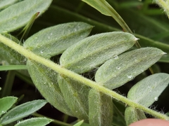 Oxytropis ochrocephala