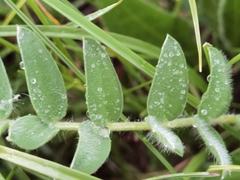 Oxytropis ochrocephala