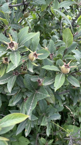 English Hawthorn