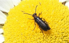 Nemognatha nemorensis