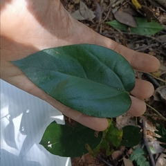 Cocculus orbiculatus