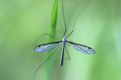 Tipula caesia