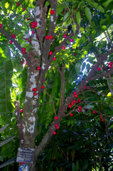 Phaleria clerodendron