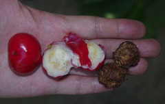 Phaleria clerodendron