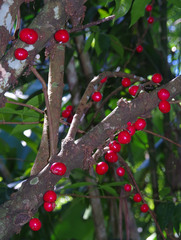 Phaleria clerodendron