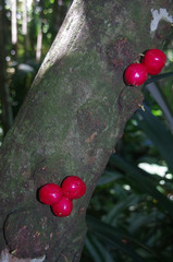Phaleria clerodendron