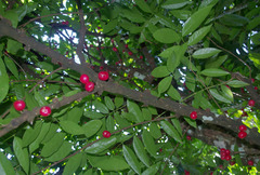 Phaleria clerodendron