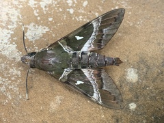 Nephele argentifera