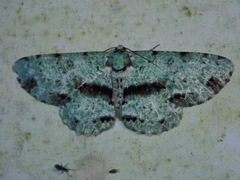 Ophthalmitis