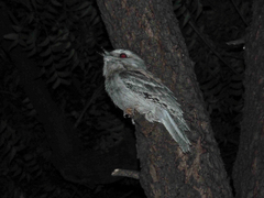 Podargus strigoides phalaenoides