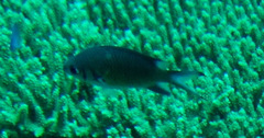 Chromis weberi