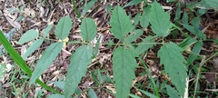 Aralia decaisneana