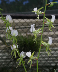 Angraecum eburneum