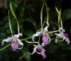 Dendrobium stratiotes