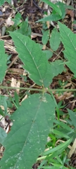 Aralia decaisneana